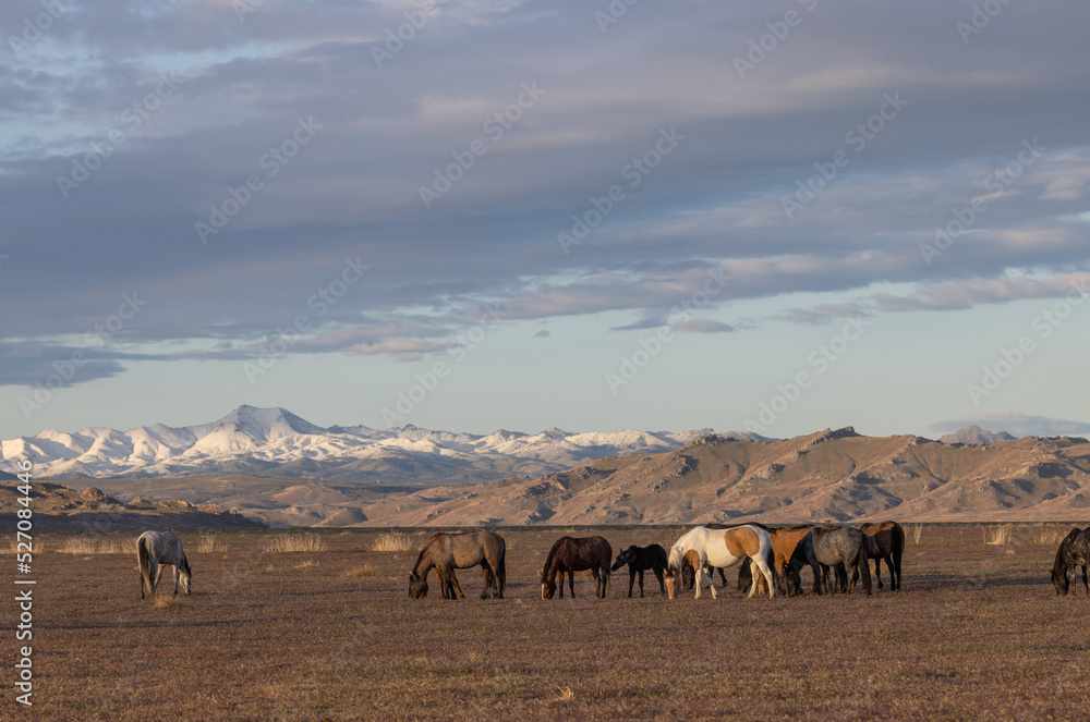 Wild Horses in Springtime in the Utah Desert Wild Horses in Springtime in the Utah Desert