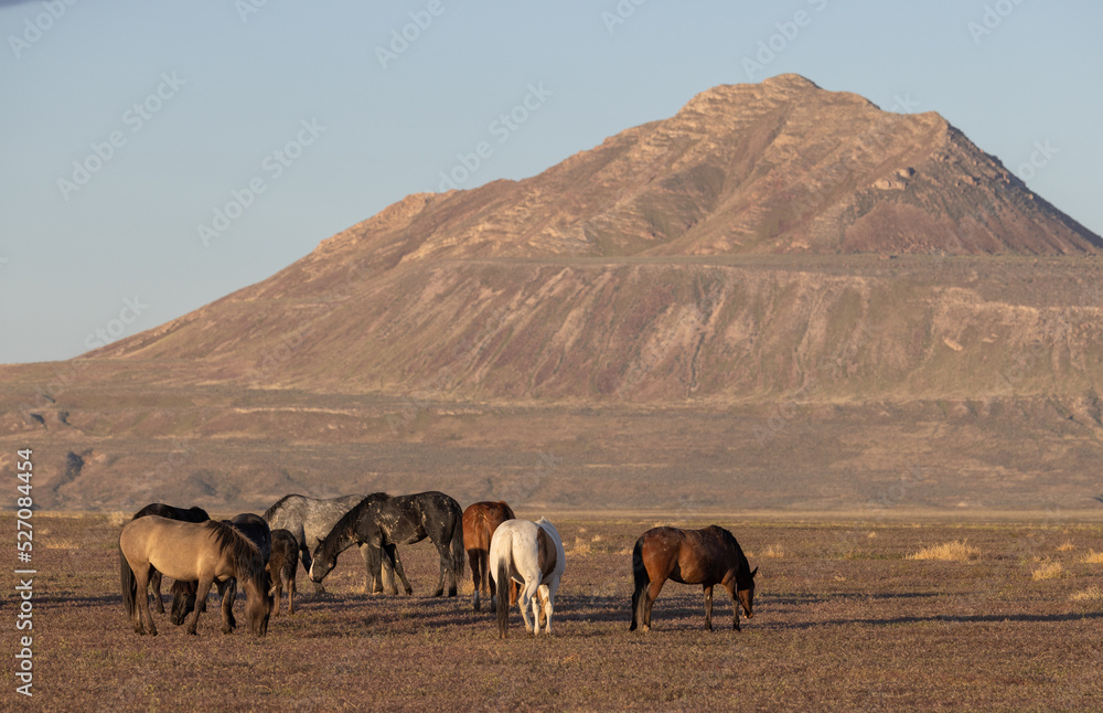 Wild Horses in Springtime in the Utah Desert Wild Horses in Springtime in the Utah Desert