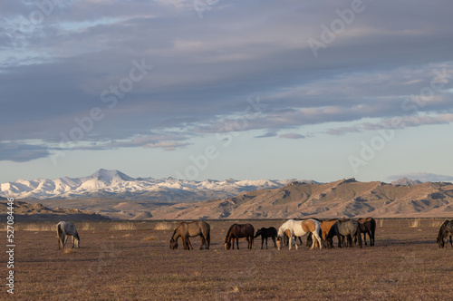 Wild Horses in Springtime in the Utah Desert © natureguy