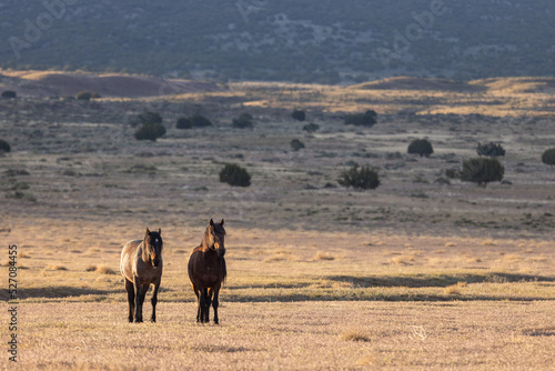 Wild Horses in Springtime in the Utah Desert