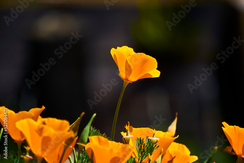 yellow tulip in the garden