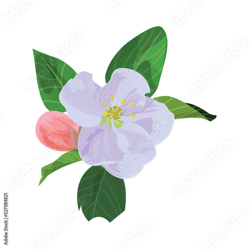 Vector illustration of apple flower with leaves and bud. Realistic illustration for packaging, prints, postcard, greetings