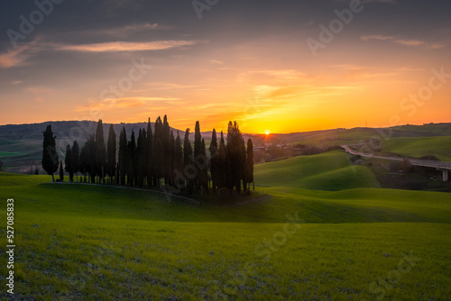 Group of cypresses on the green hill of Tuscany countryisde,  Italy