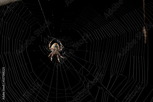 close up of a large brown isolated spider resting in it's intricate silk web against the dark night sky