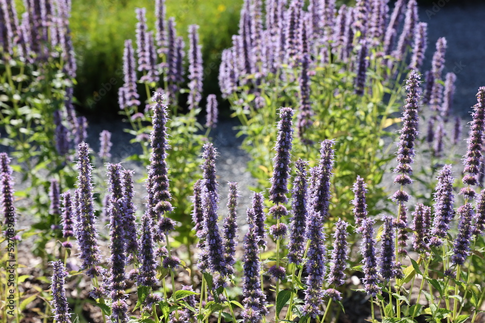 Obraz premium purple flowers