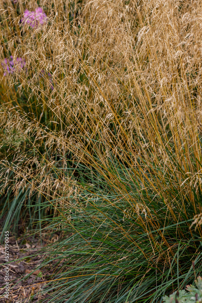 Meadow soddy , or Pike ( lat. Deschampsia cespitosa ). Ornamental grasses and cereals in the herb garden Meadow soddy , or Pike ( lat. Deschampsia cespitosa ). Ornamental grasses and cereals in the herb garden