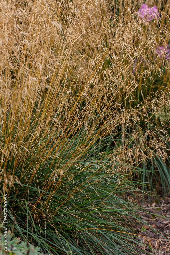 Meadow soddy , or Pike ( lat. Deschampsia cespitosa ) Meadow soddy , or Pike ( lat. Deschampsia cespitosa )