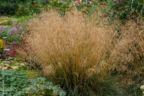 Meadow soddy , or Pike ( lat. Deschampsia cespitosa). Ornamental grasses and cereals in the herb garden photo