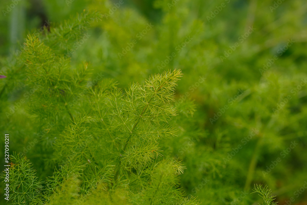 Meum atamanta or Meum athamanticum green leaves Meum atamanta or Meum athamanticum green leaves
