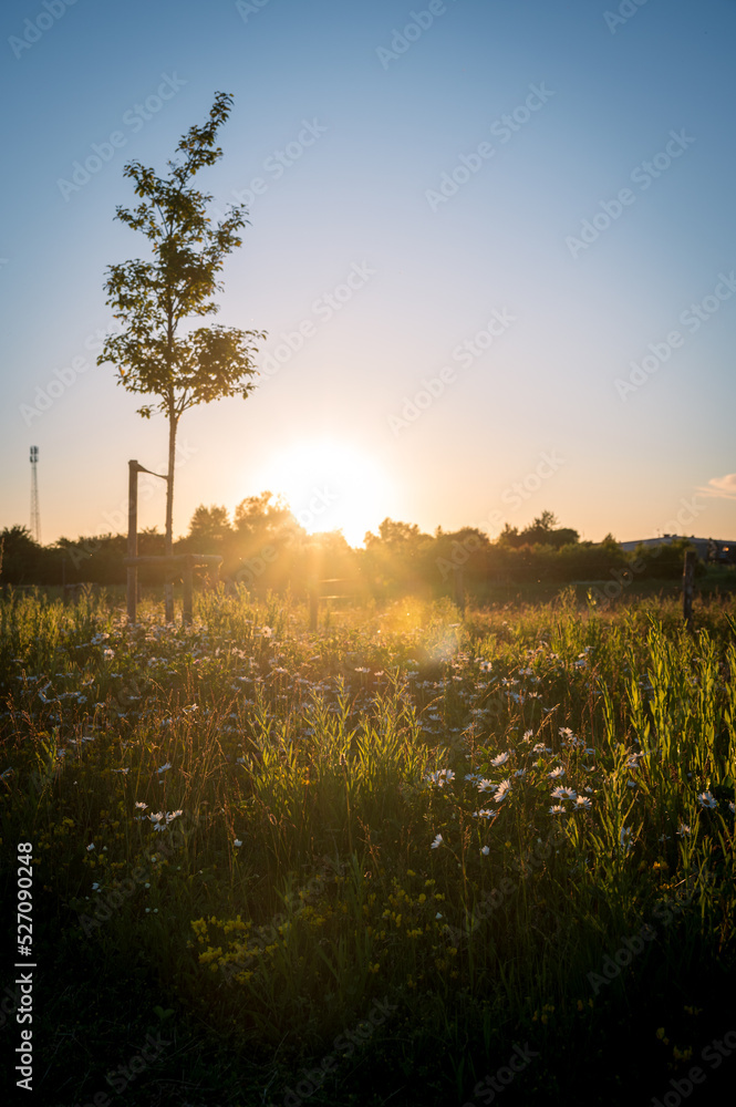 Young tree and meadow with flowers hit by evening sunlight during sunset in Lund Sweden in late summer