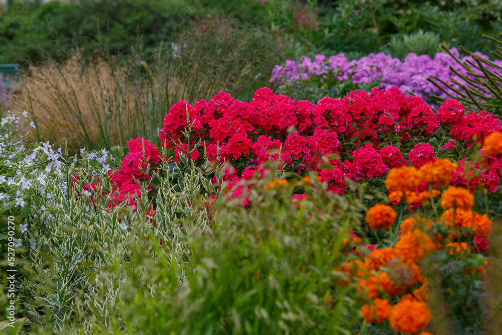 Flowers in the summer garden. Perennials in the botanical garden . Phlox paniculata in bloom Flowers in the summer garden. Perennials in the botanical garden . Phlox paniculata in bloom