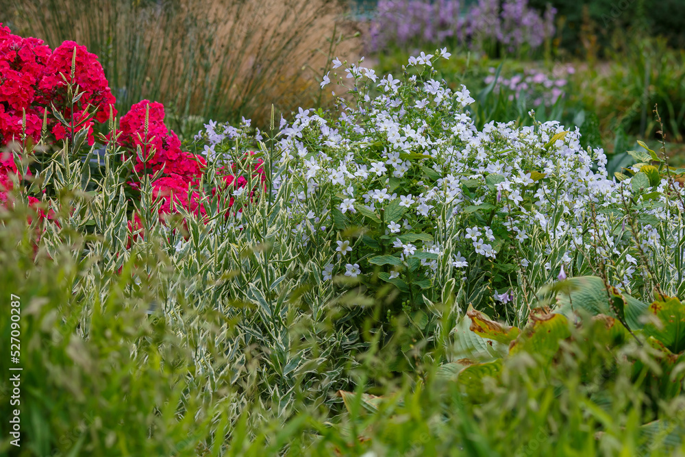 Obraz premium Flowers in the summer garden. Perennials in the botanical garden .Campanula lactiflora and phlox paniculata in bloom