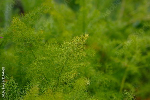 Meum atamanta or Meum athamanticum green leaves