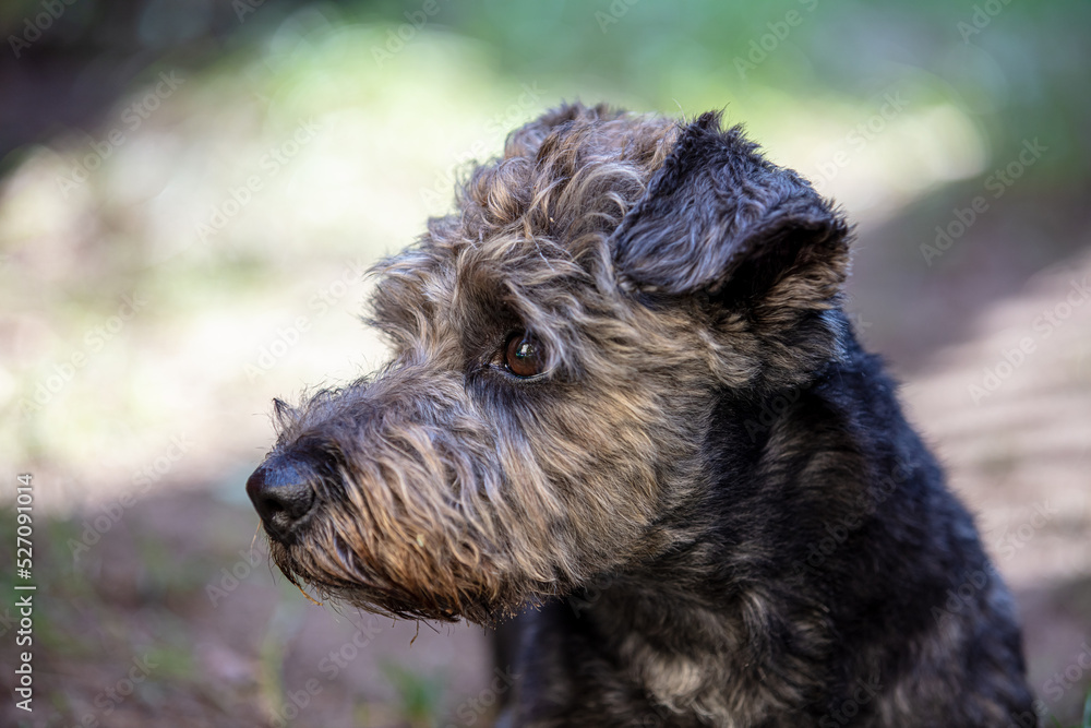 Portrait of a cute small dog in the forest