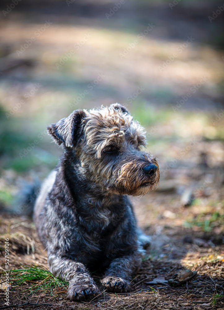 Portrait of a cute small dog in the forest
