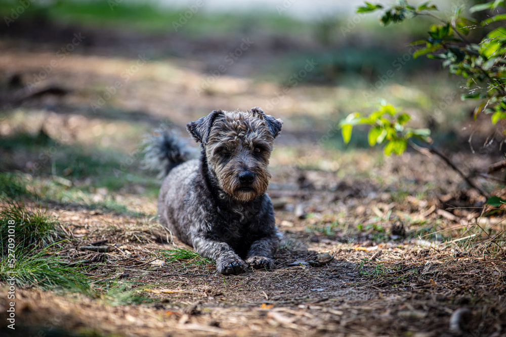 Portrait of a cute small dog in the forest