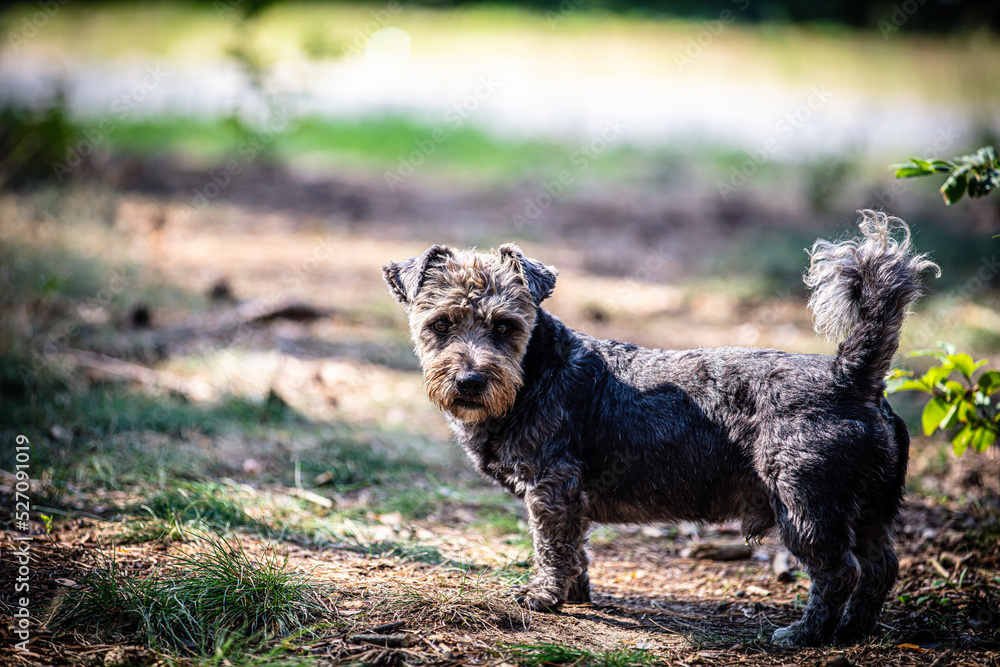 Portrait of a cute small dog in the forest