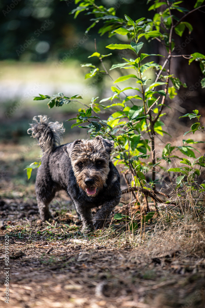 Portrait of a cute small dog in the forest
