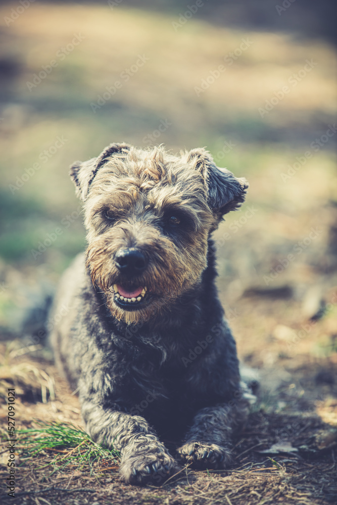 Portrait of a cute small dog in the forest