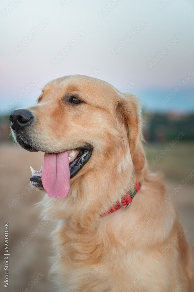 Portrait of a beautiful purebred golden retriever walking on a leash.