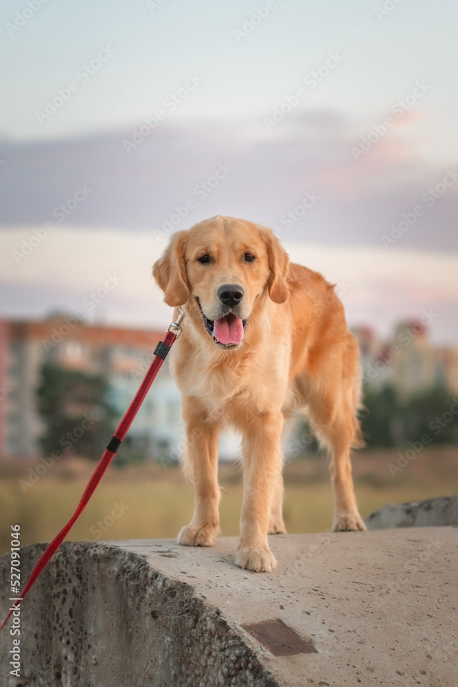 Portrait of a beautiful purebred golden retriever walking on a leash. Portrait of a beautiful purebred golden retriever walking on a leash.