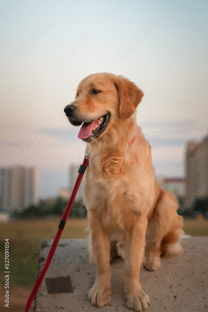 Portrait of a beautiful purebred golden retriever walking on a leash. Portrait of a beautiful purebred golden retriever walking on a leash.