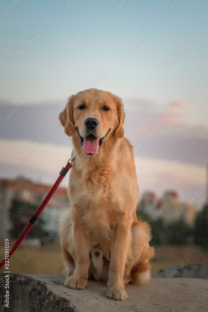 Portrait of a beautiful purebred golden retriever walking on a leash. Portrait of a beautiful purebred golden retriever walking on a leash.