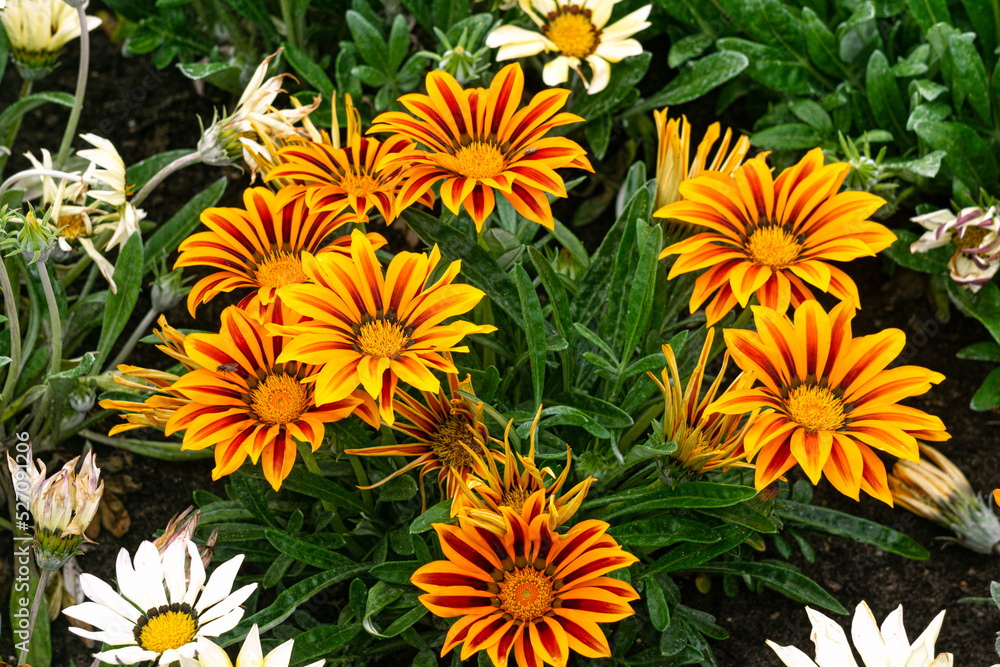 Multicolored yellow-red gazania flowers in a flowerbed in a city park. Multicolored yellow-red gazania flowers in a flowerbed in a city park.