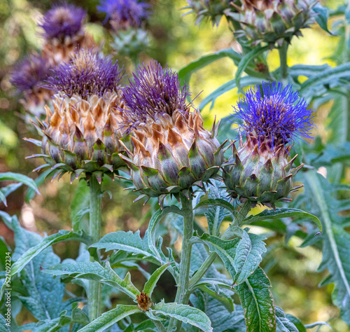 Fotografie Cardoon, Cynara cardunculus