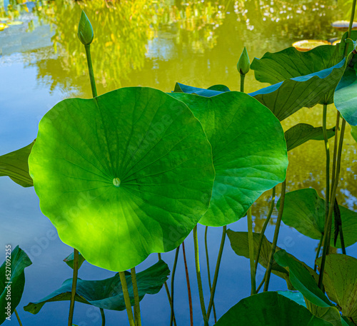 American Lotus Leaf (Nelumbo lutea) in a small pond. Botanical garden Freiburg photo