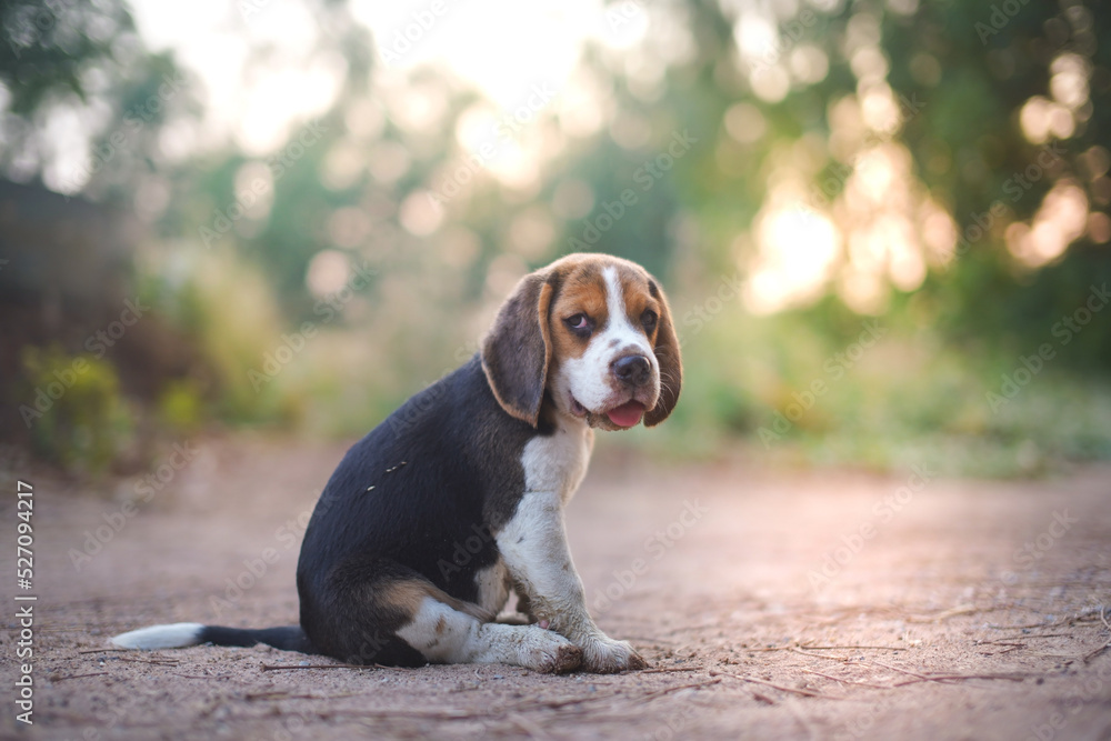 A cute beagle puppy sit on the ground outdoor in the yard.