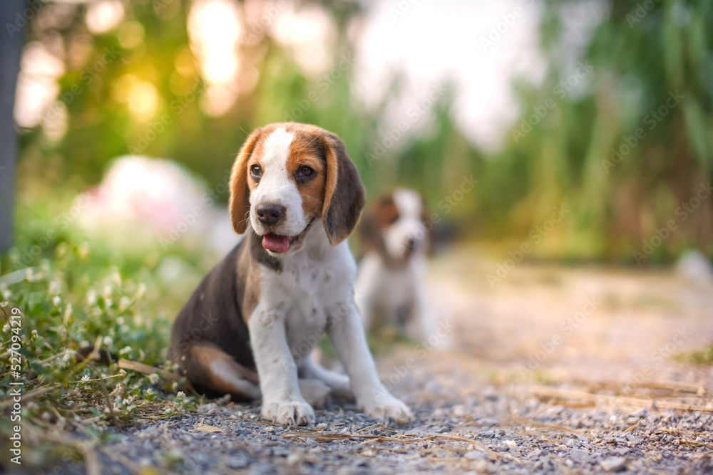 A cute beagle puppy sit on the grass outdoor in the yard.