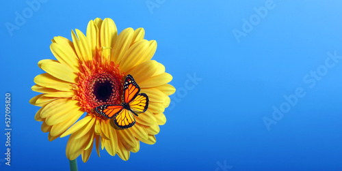 Photography bright orange monarch butterfly on yellow gerbera flower on a blue background