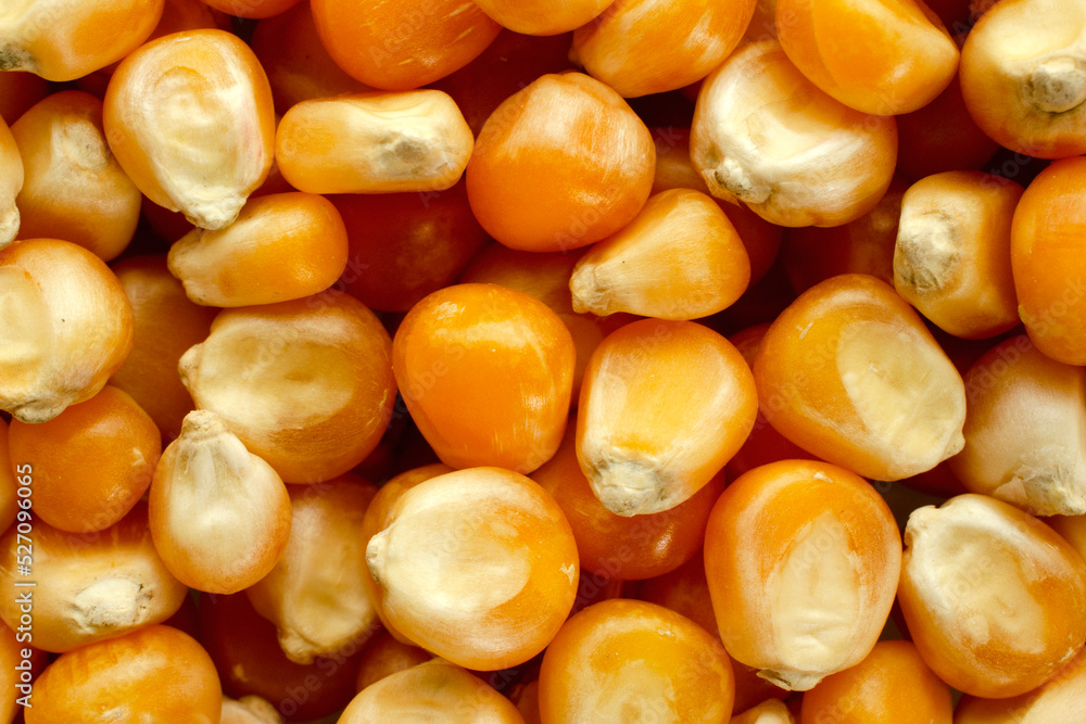 Background from grains of corn for popcorn, top view. Popcorn kernels close-up, background, texture, top view. Food texture, pattern. Corn for making popcorn close-up, background. Background from grains of corn for popcorn, top view. Popcorn kernels close-up, background, texture, top view. Food texture, pattern. Corn for making popcorn close-up, background.