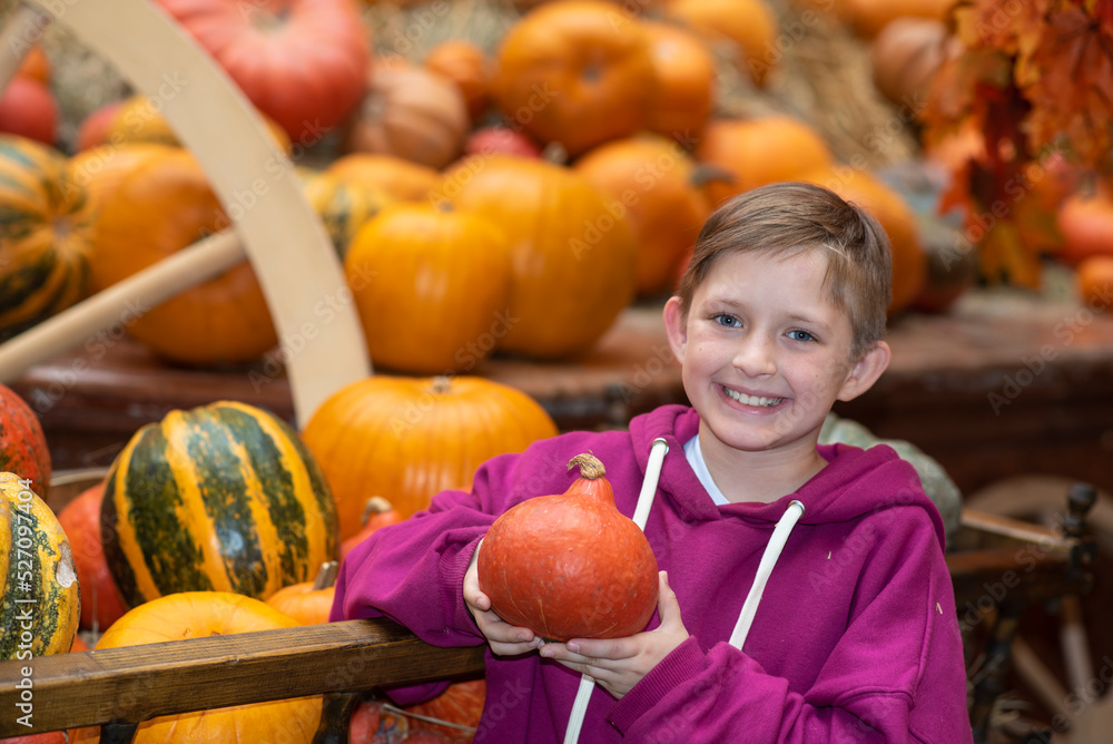 Fototapeta premium smiling boy lies surrounded by pumpkins, happy european child, thanksgiving halloween.