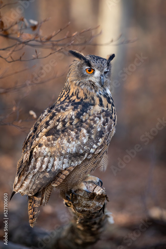 Vertical composition of eurasian eagle-owl, bubo bubo, sitting on a branch in autumn forest from side view. Large feathered carnivore with large talon perched in woodland.