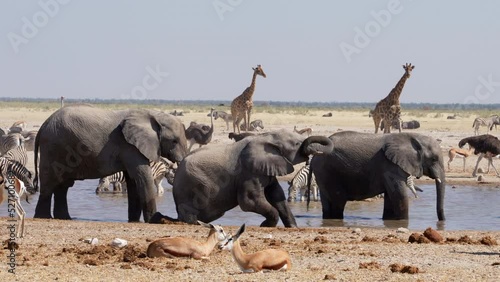 Wild animals congregate around a waterhole in Etosha National Park, Namibia, Africa.