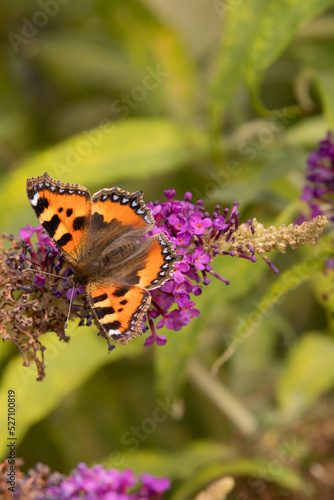 Motyl, Rusałka pokrzywnik. © Dariusz