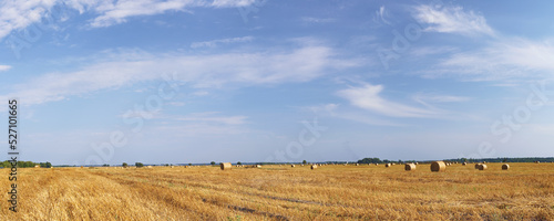 Yellow harvested field with...