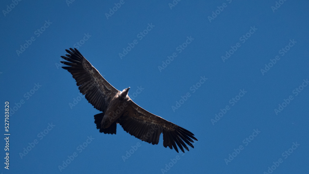 Vulture flying with outstretched wings Vulture flying with outstretched wings