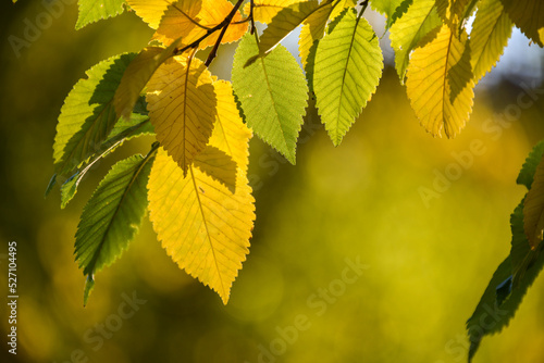 Close-up of yellow fall (autumn) leaves on a tree with green leaves, against a blurred green background