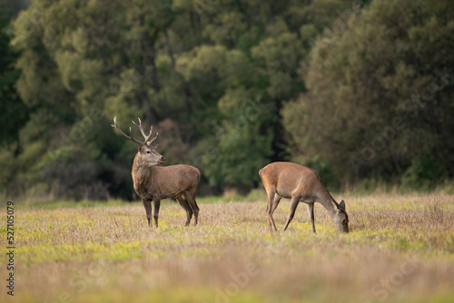 Two red deer, cervus elaphus, grazing on dry meadow in autumn nature. Stag guarding hind on field in fall. Male protecting female on glade in natural habitat. © WildMedia