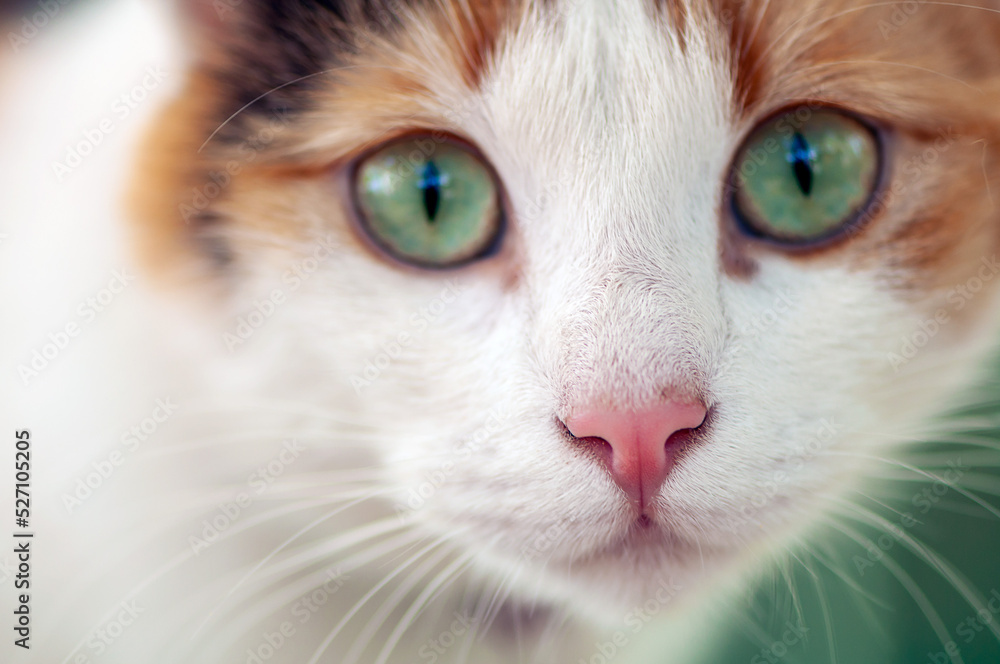Close-up portrait of a domestic cat sitting in the garden
