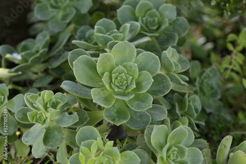 Plant of the succulent family, photographed in the municipality of Oliveira do Bairro, Aveiro, Portugal.