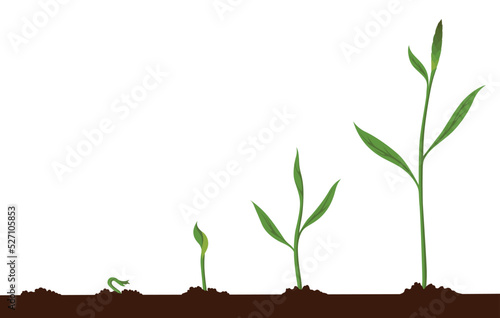 Growth process steps. Seeds sprout in ground. Steps sequence of germinating seedlings. Development cycle of vegetables in nature. Sprout growth process infographic