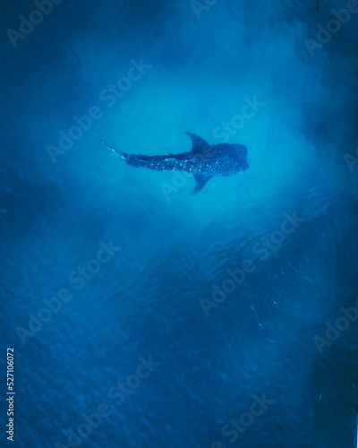 Underwater Whale Shark Nature