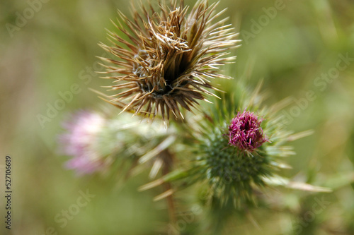 Close-up of a thistle changing with the seasons against a blurred background