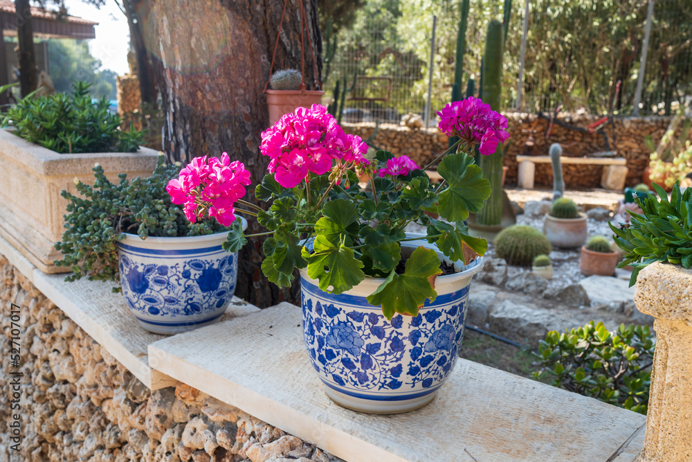 Red geranium in blue and white pots with majolica in the garden as a decoration for urban landscape design