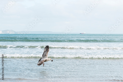 Seagull in flight carrying sea snail