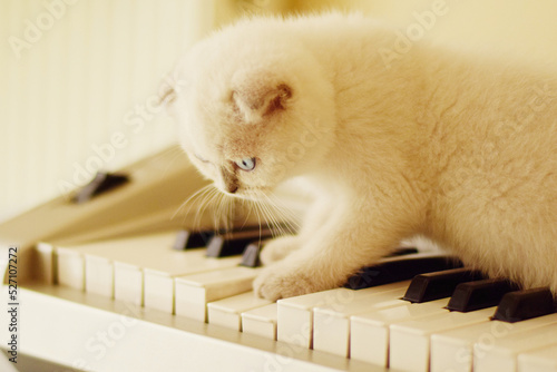 white cat playing piano